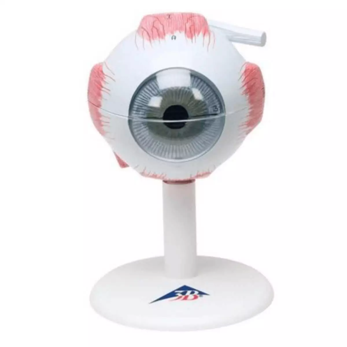  Model Eye
