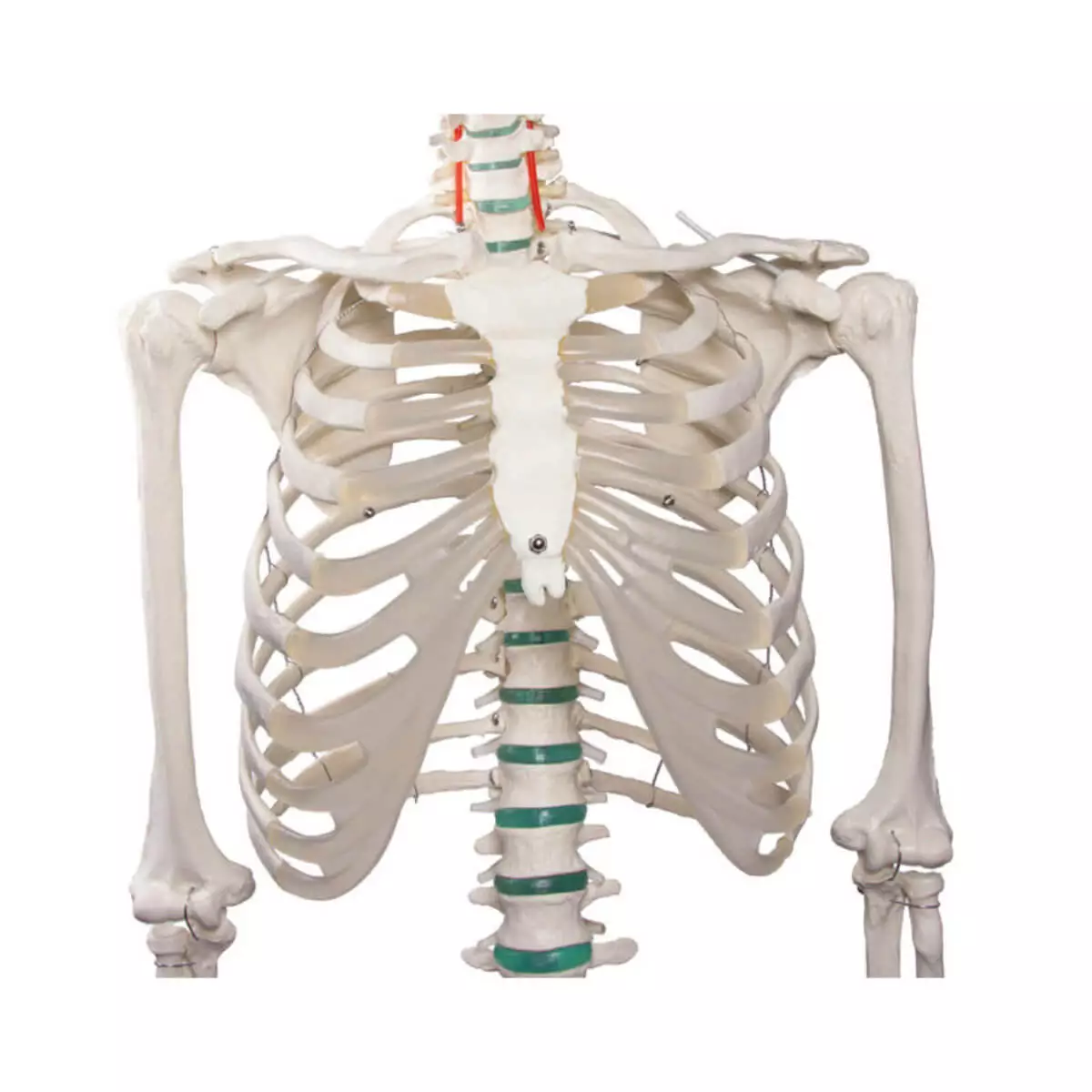  School skeleton "Oscar