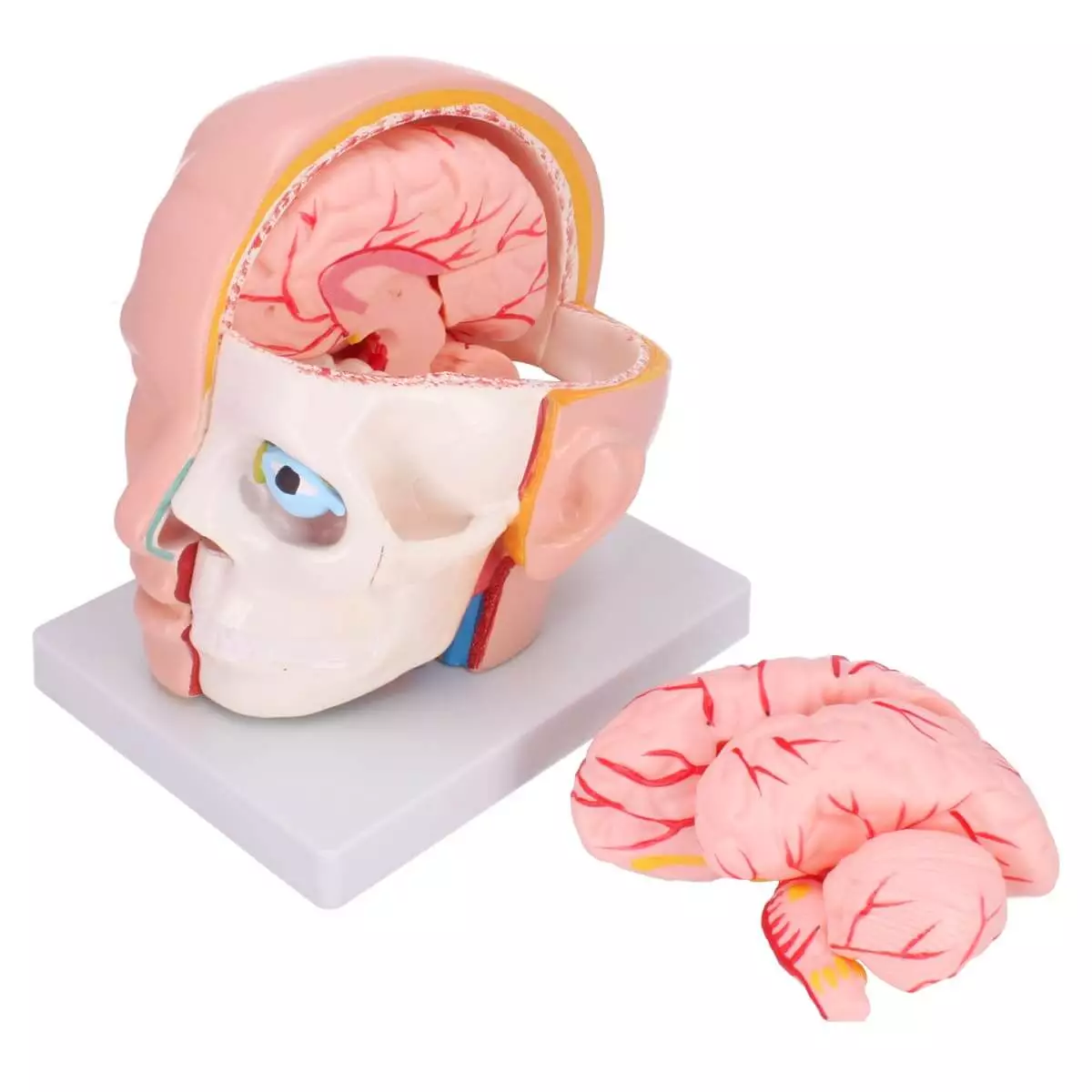  Anatomical head model with brain