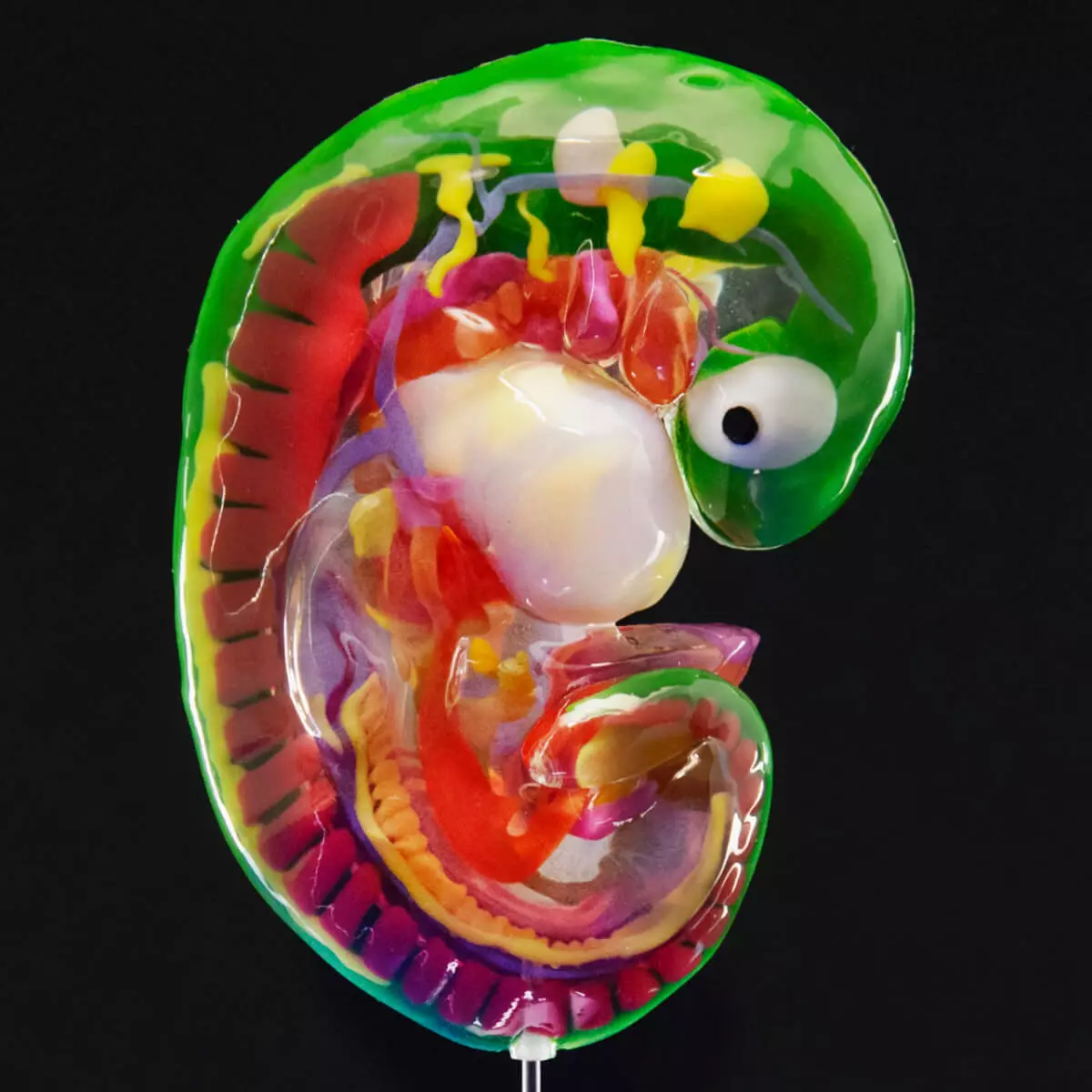 Carnegie stage embryo models Carnegie stage embryo models