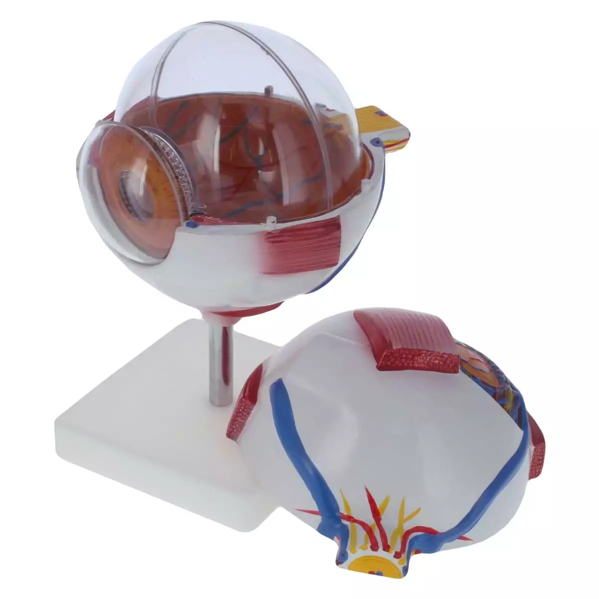  Model Anatomical Eye