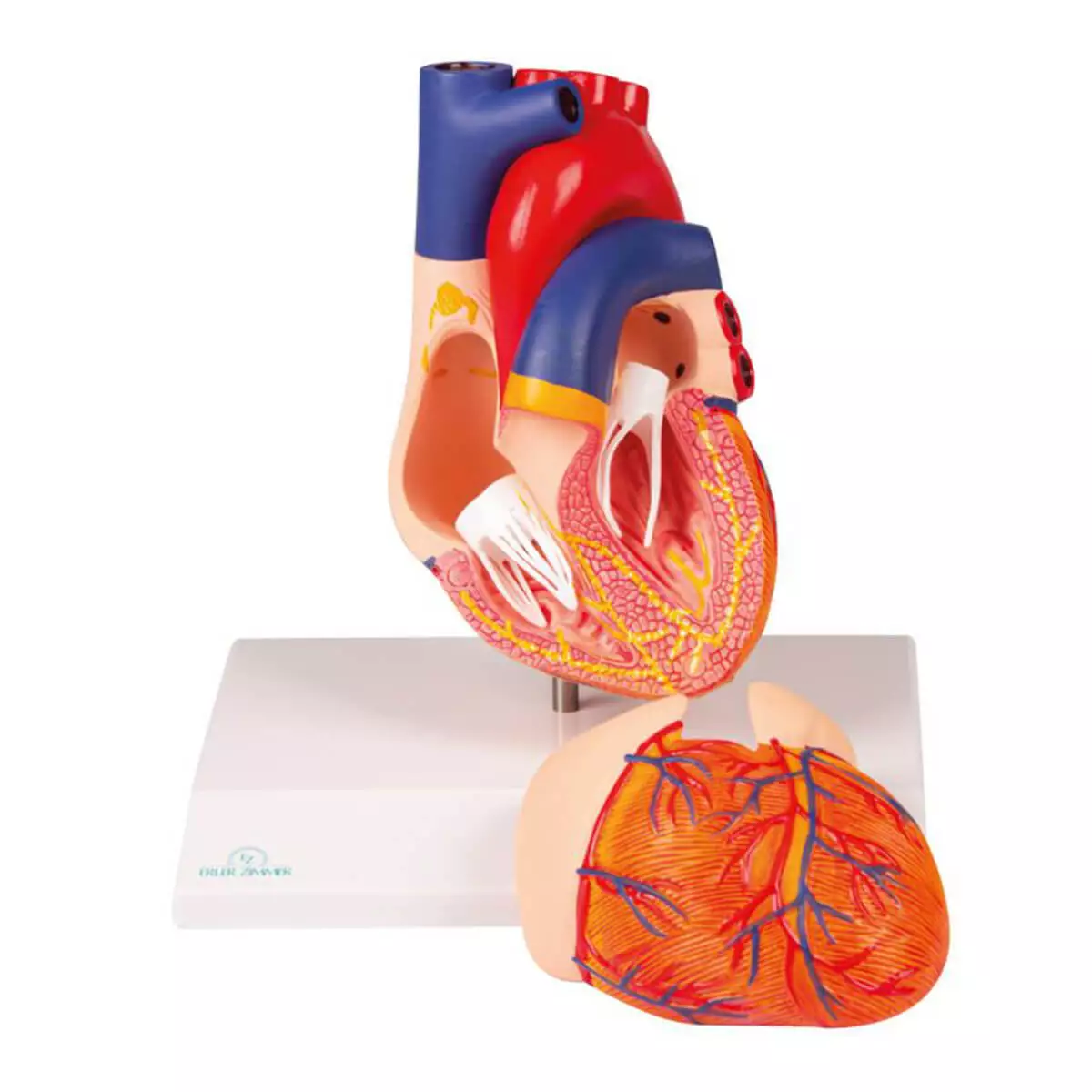  Two-piece heart model with saltatory conduction system