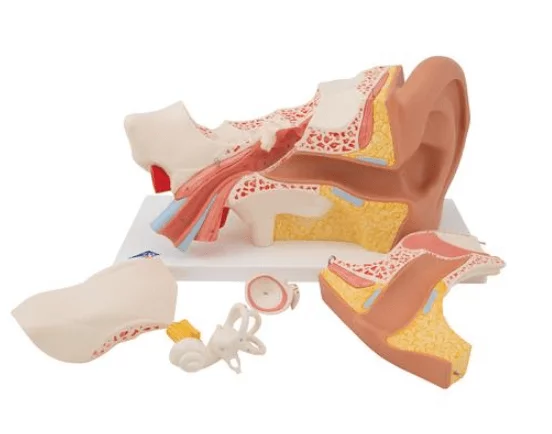  Model ear