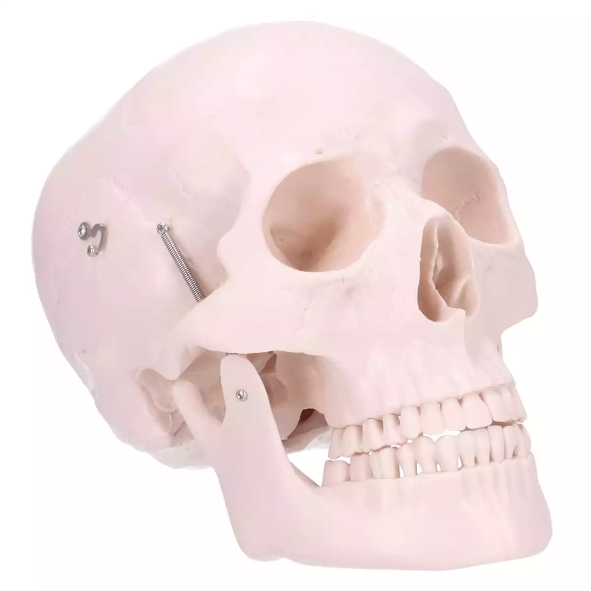  Skull