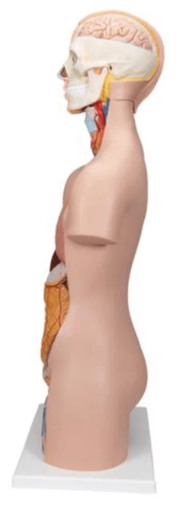  Model Standard torso