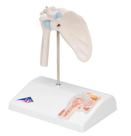  Mini model shoulder joint
