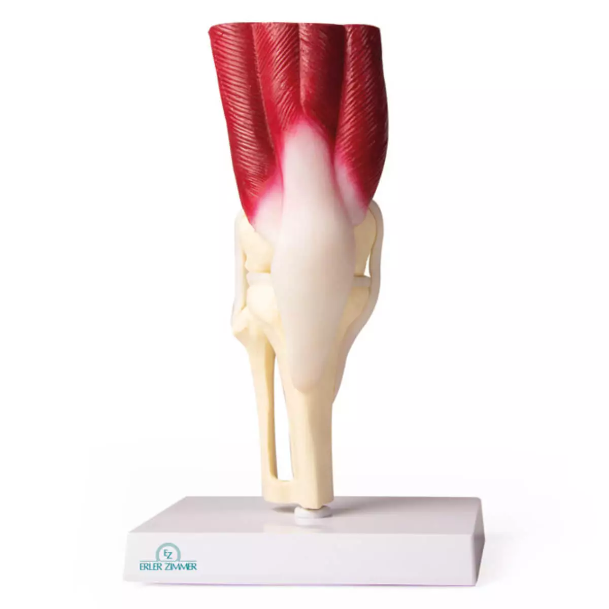  Knee joint model with muscles