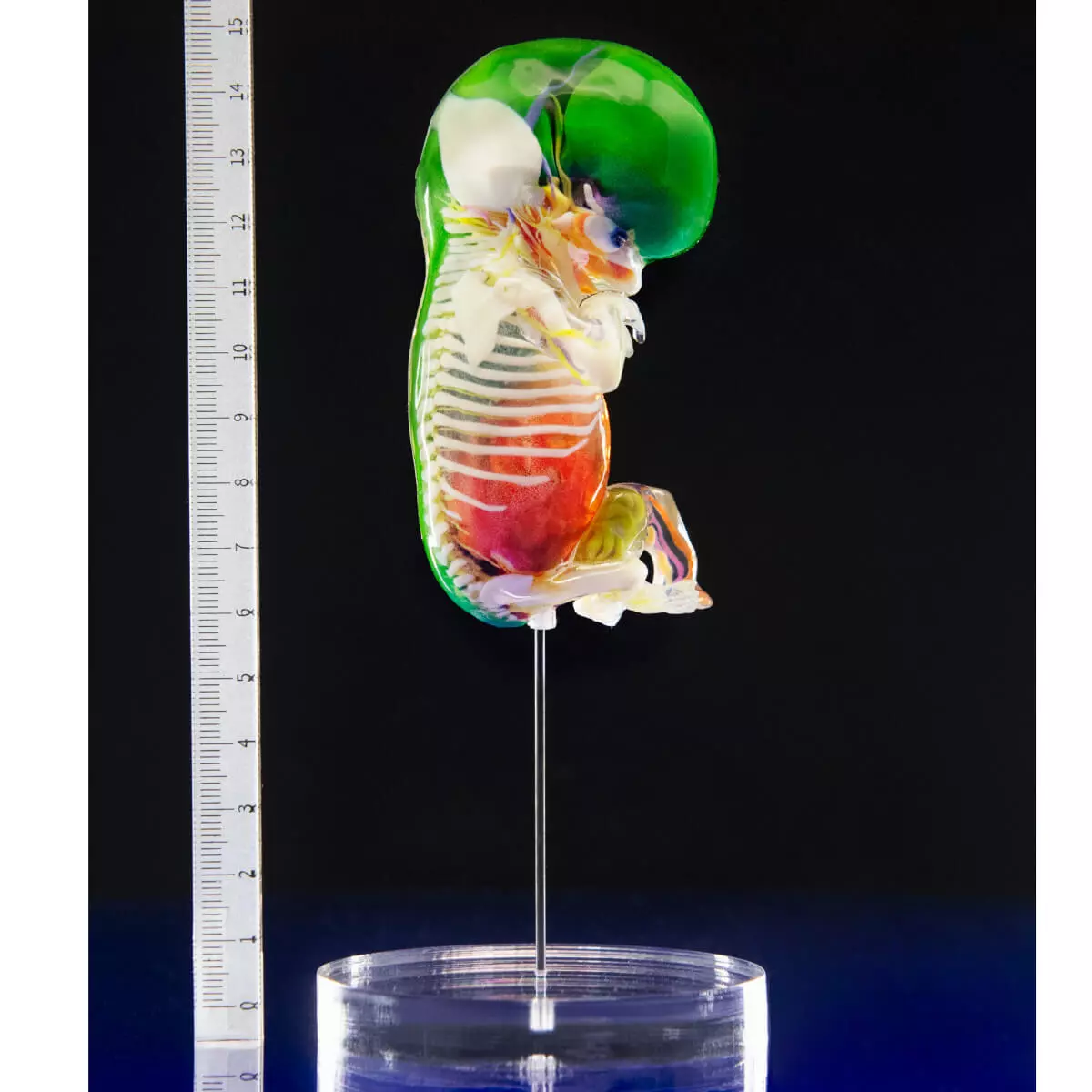 Carnegie stage embryo models Carnegie stage embryo models