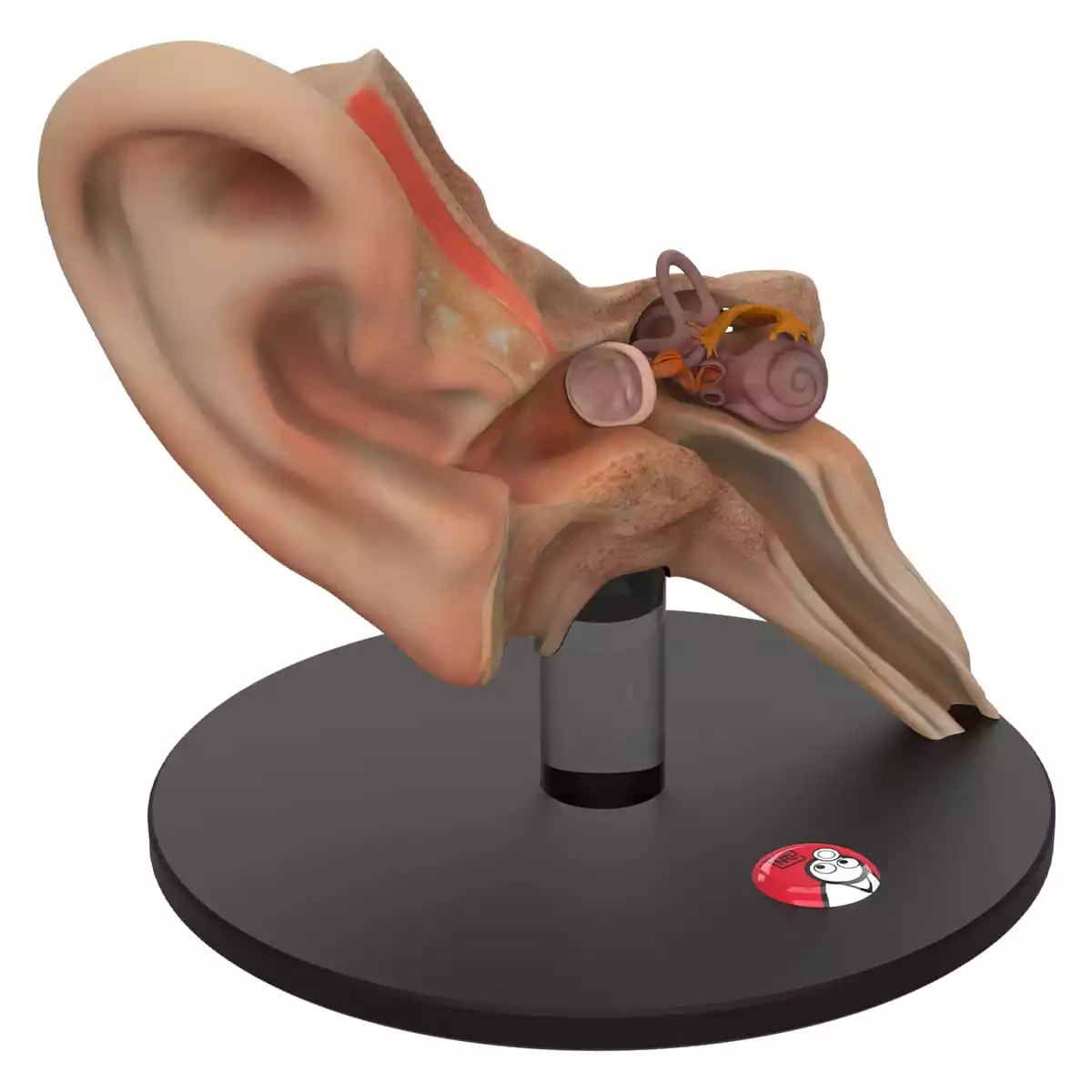  Anatomical ear model "Auris