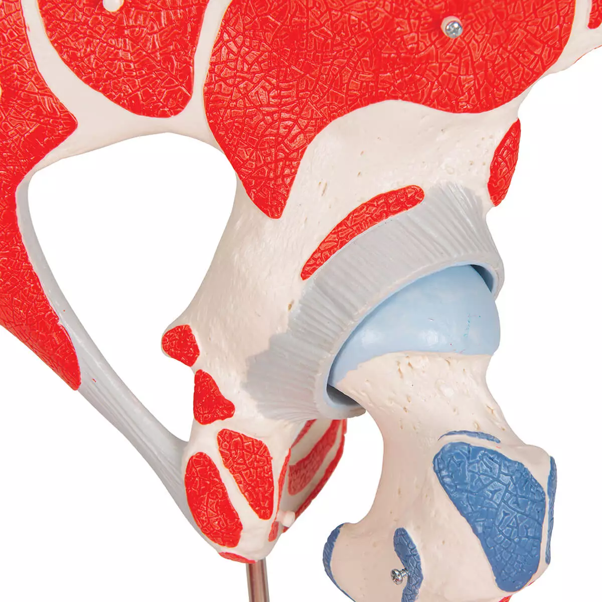  Hip joint model