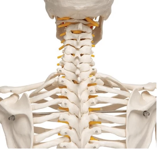  Skeleton Fred
