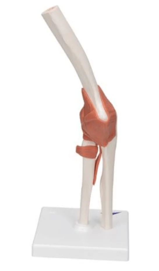  Elbow Joint