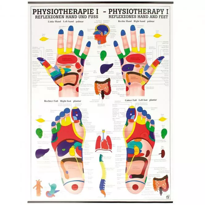  Instructional panel - reflex zones hand and foot