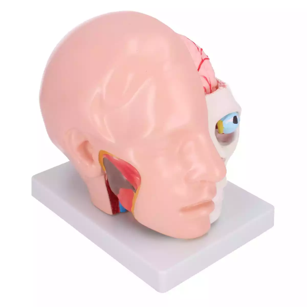  Anatomical head model with brain