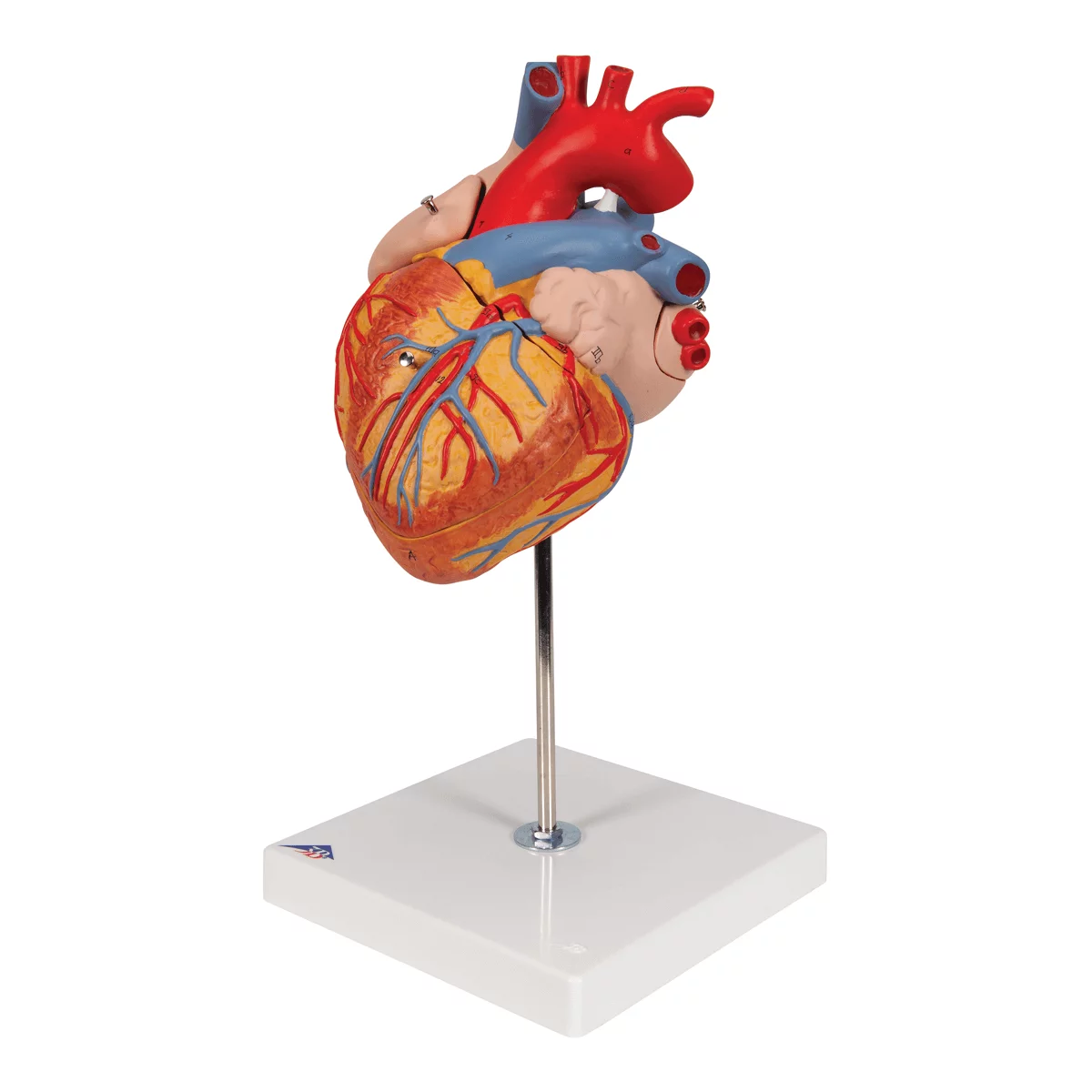  Heart model