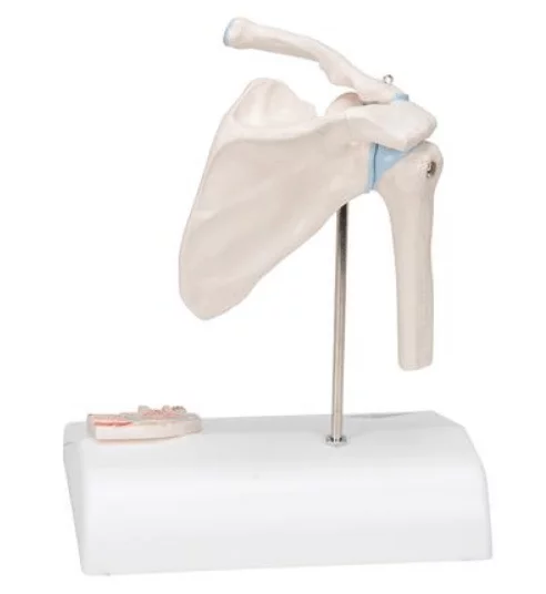  Mini model shoulder joint