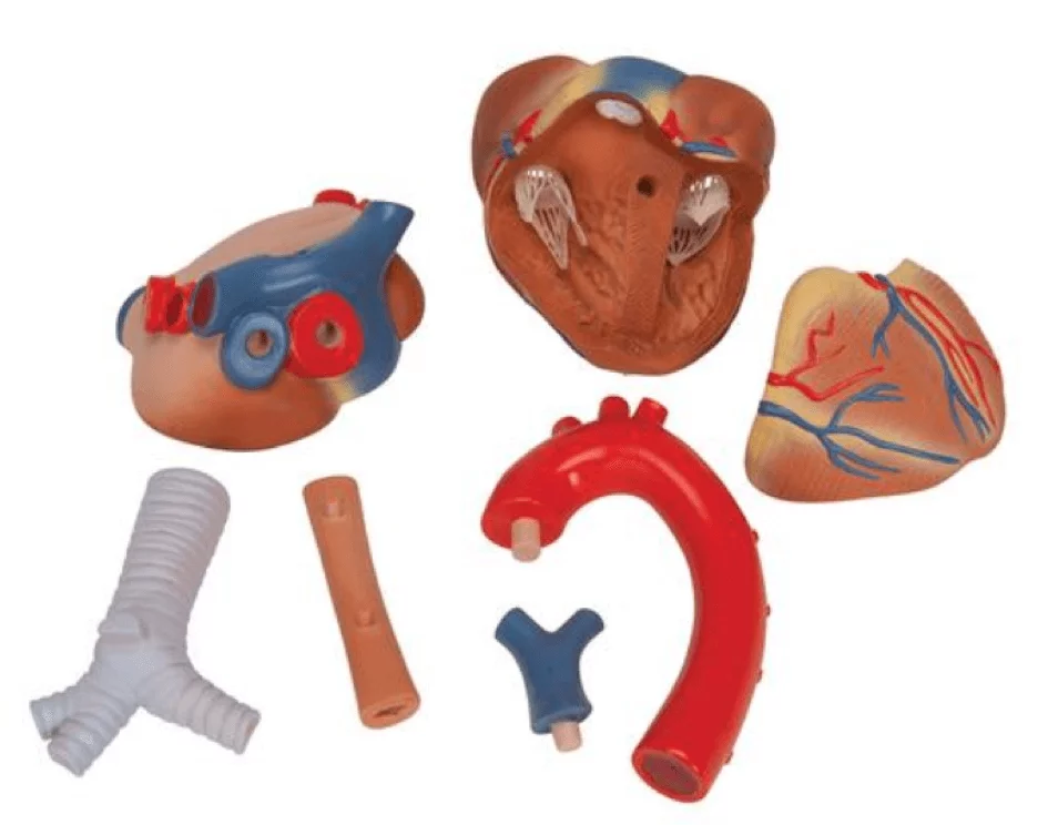  Heart model 7 pieces