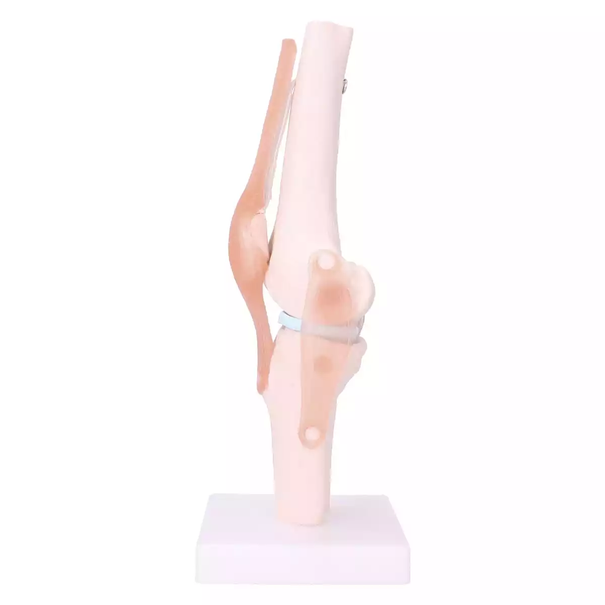  Anatomical knee joint model