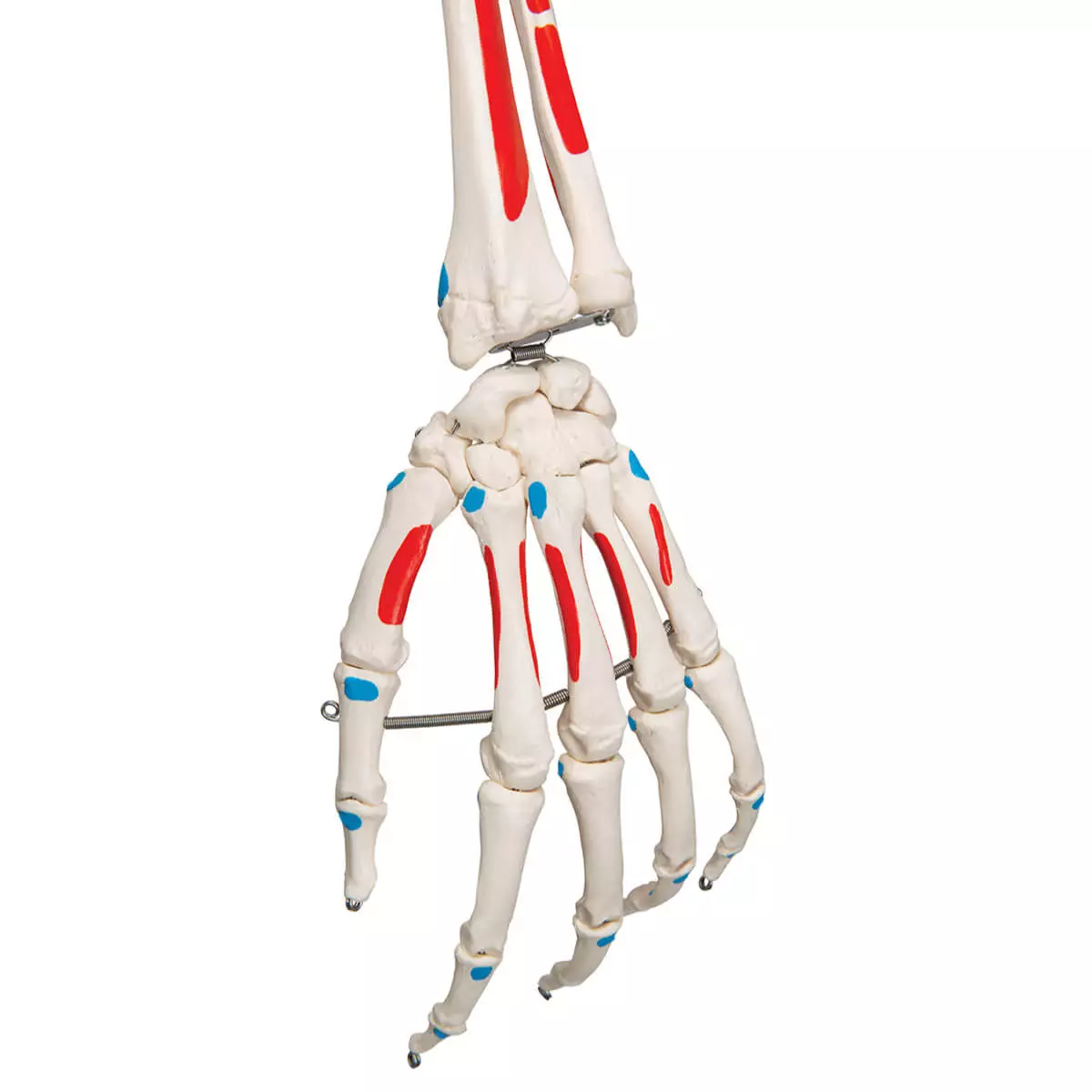  Max muscle skeleton