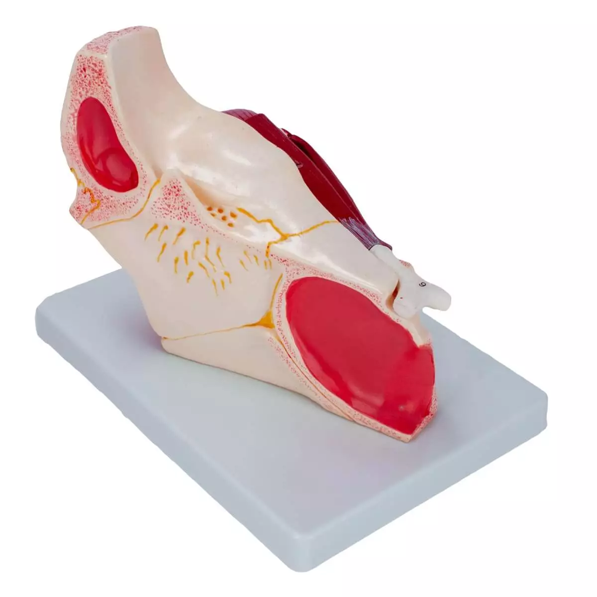  Anatomical model eye