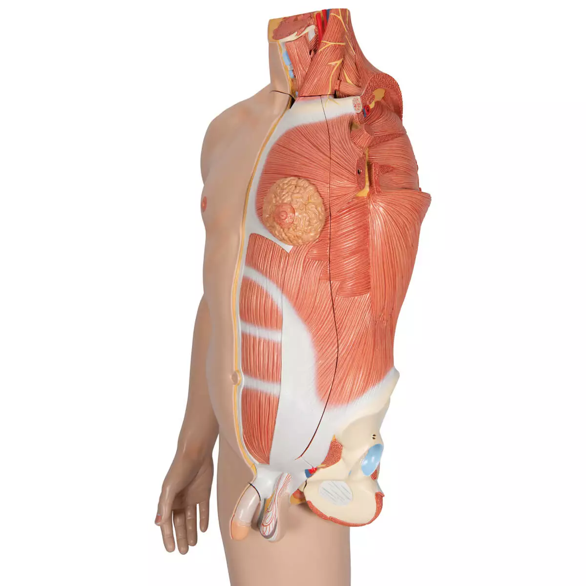 Model life size bisexual muscle figure