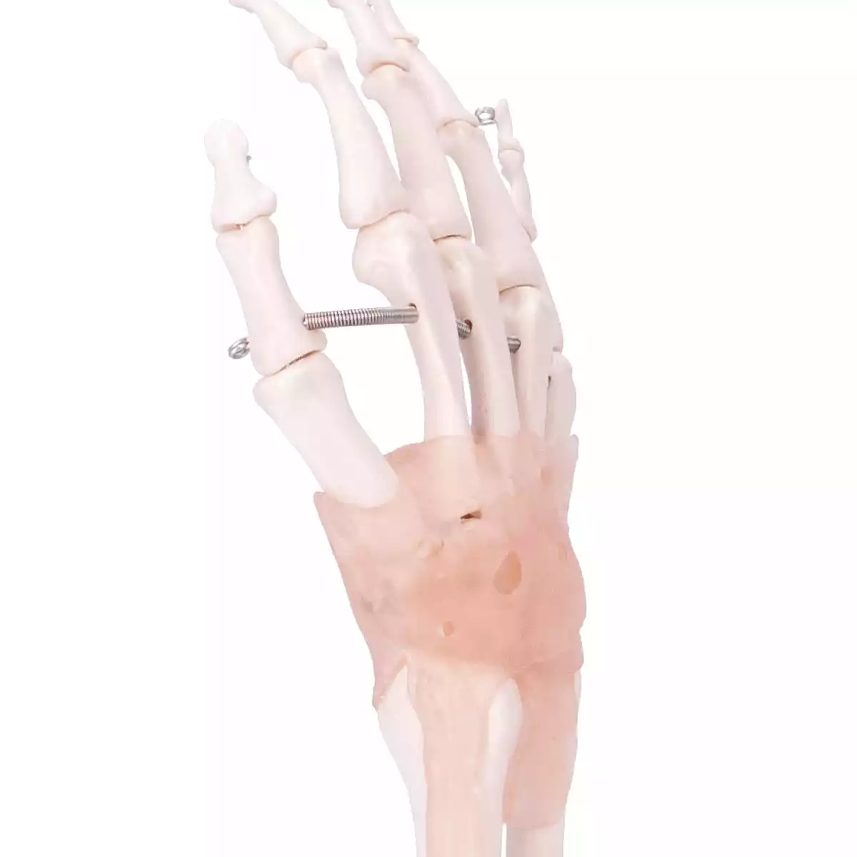  Model Anatomical Hand Skeleton