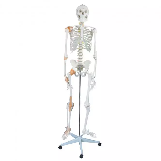 Flexible human skeleton