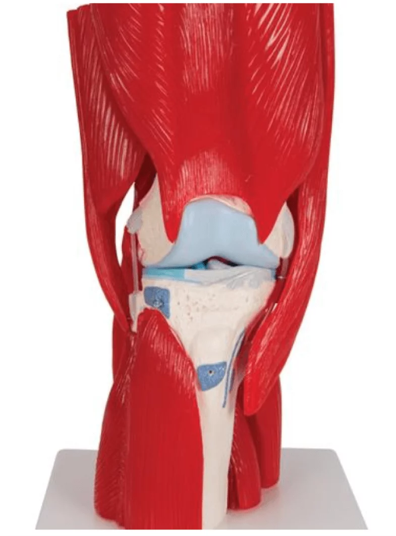  Model knee joint