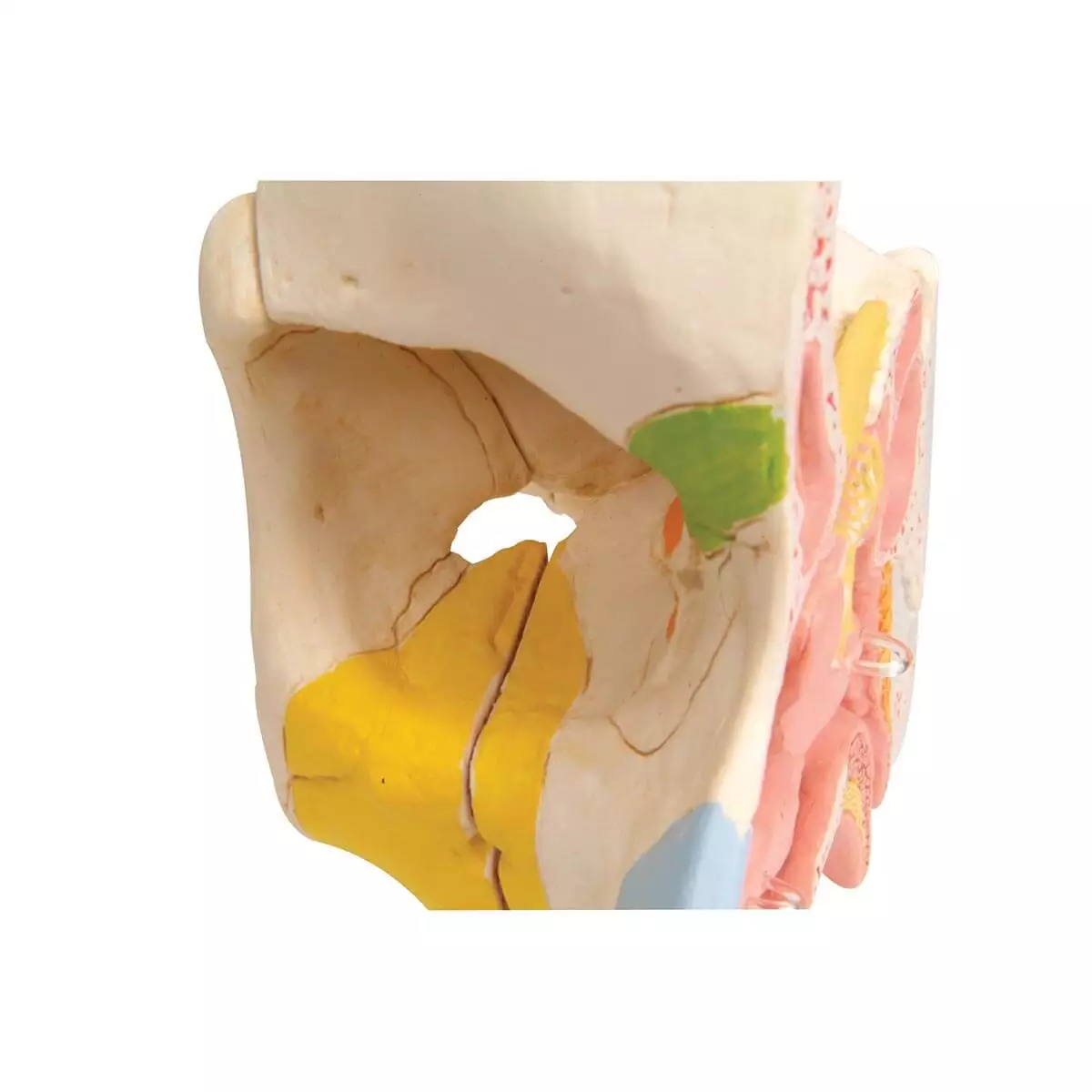  Nose model