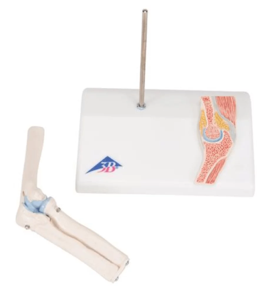 Mini model elbow joint