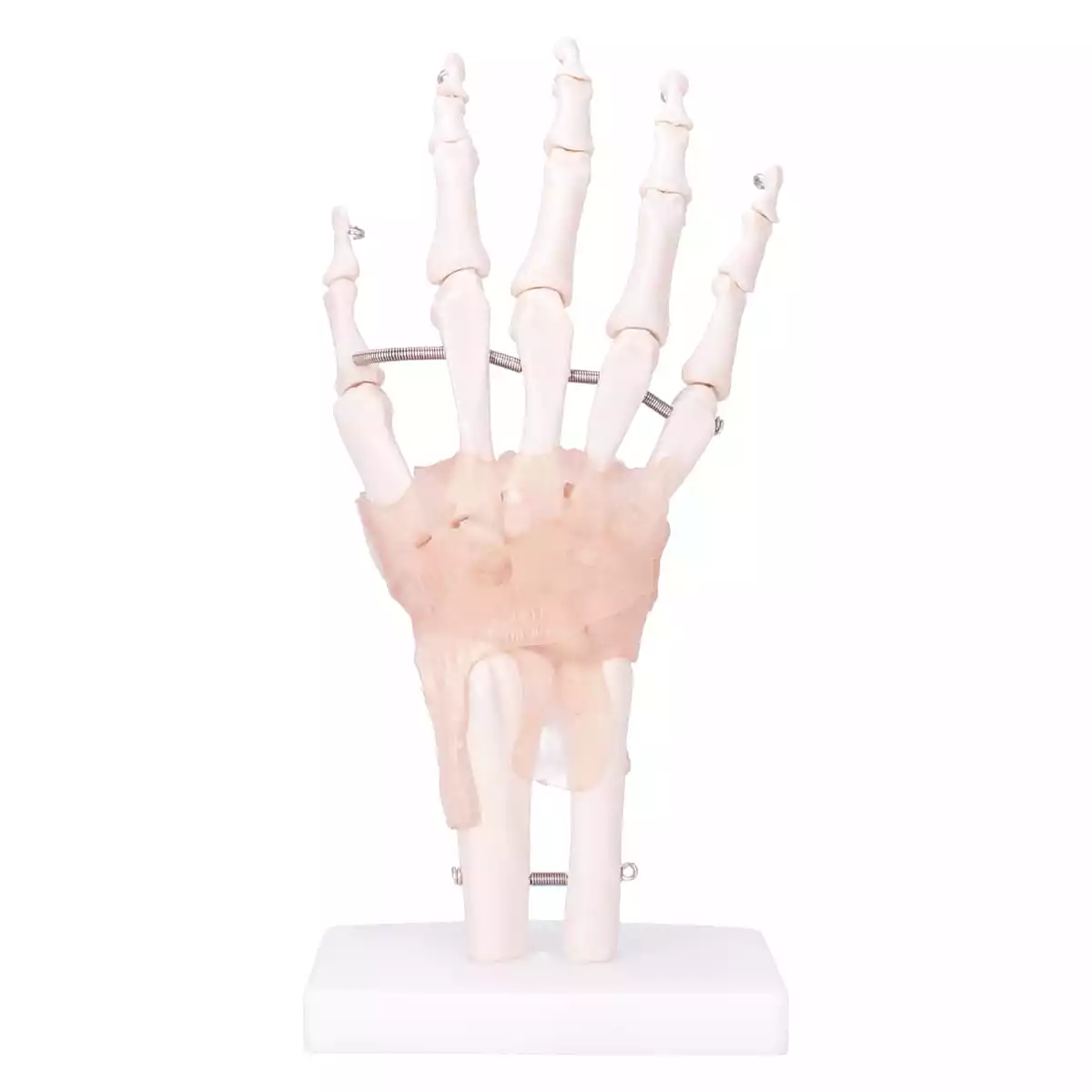  Model Anatomical Hand Skeleton