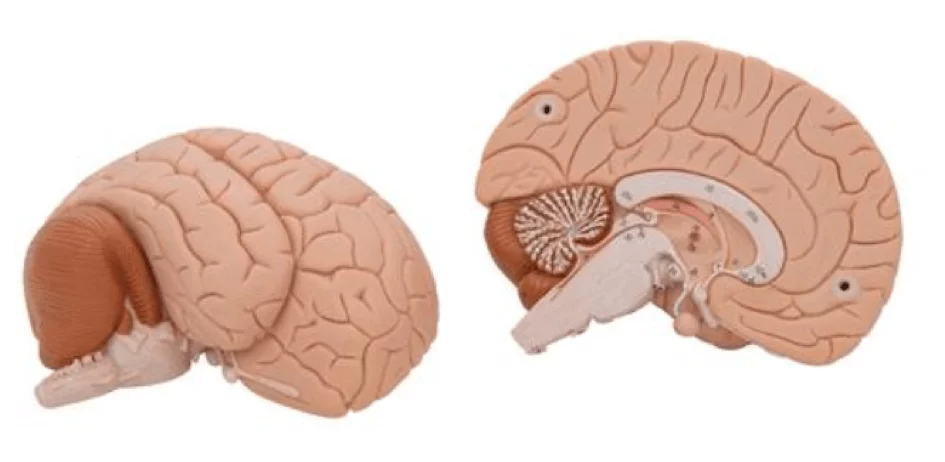  Model brain
