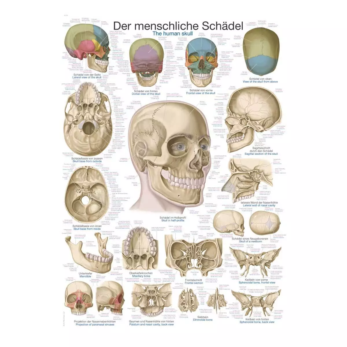  Instructional panel - The skull