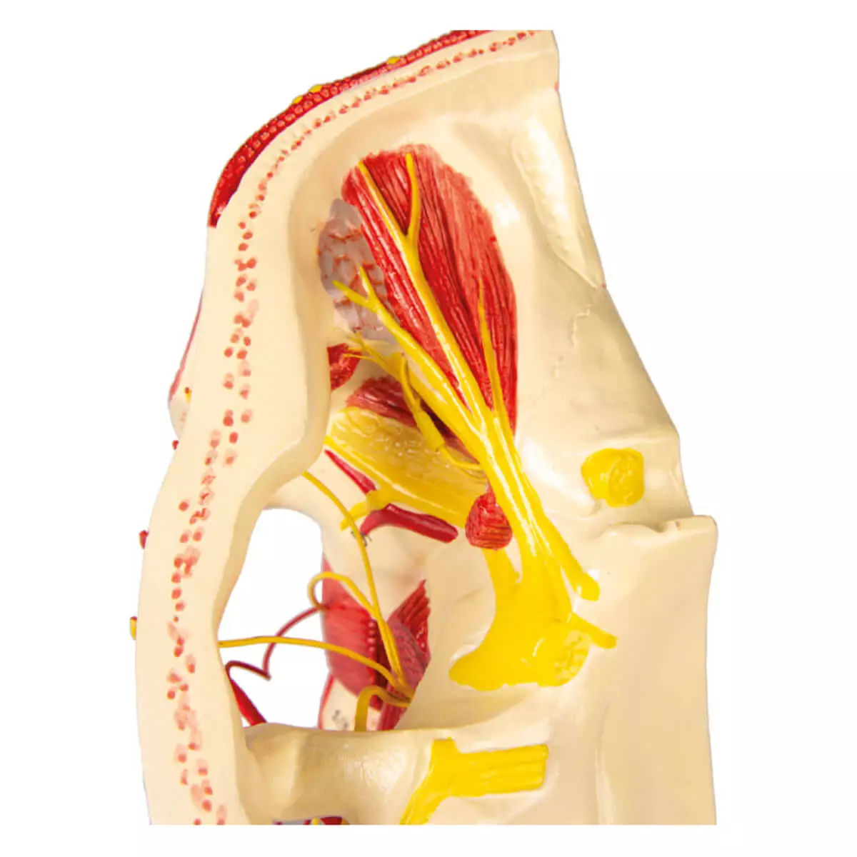  Head arteries model