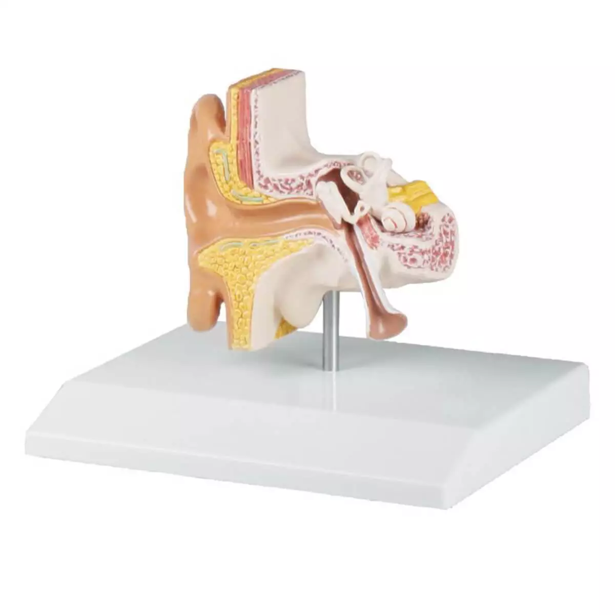  Ear model for EZ Augmented Anatomy App