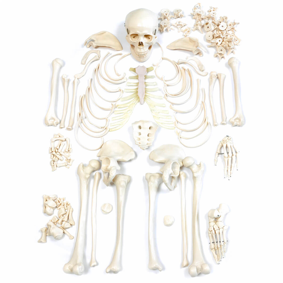 Buy HeineScientific Skeleton Set online