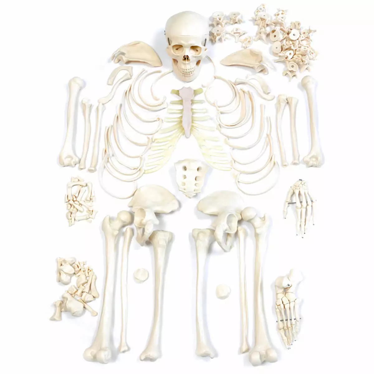 Skeleton Set