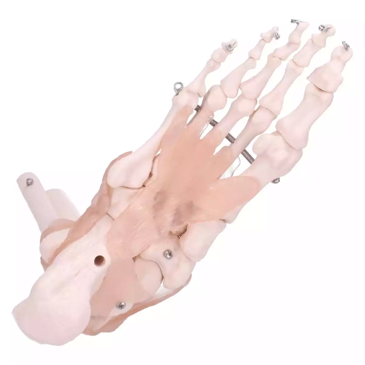  Anatomical foot skeleton model