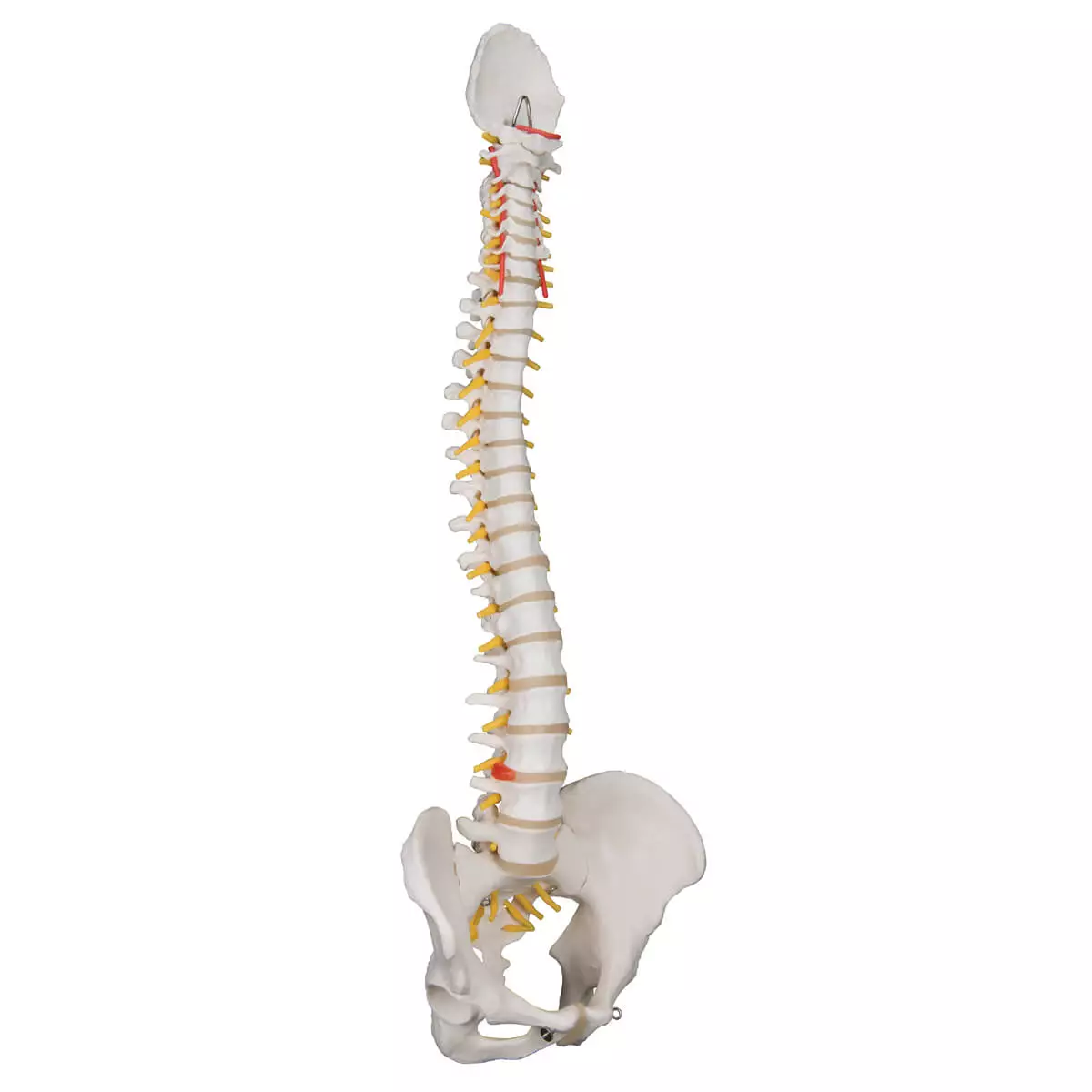  Model Classic Spine