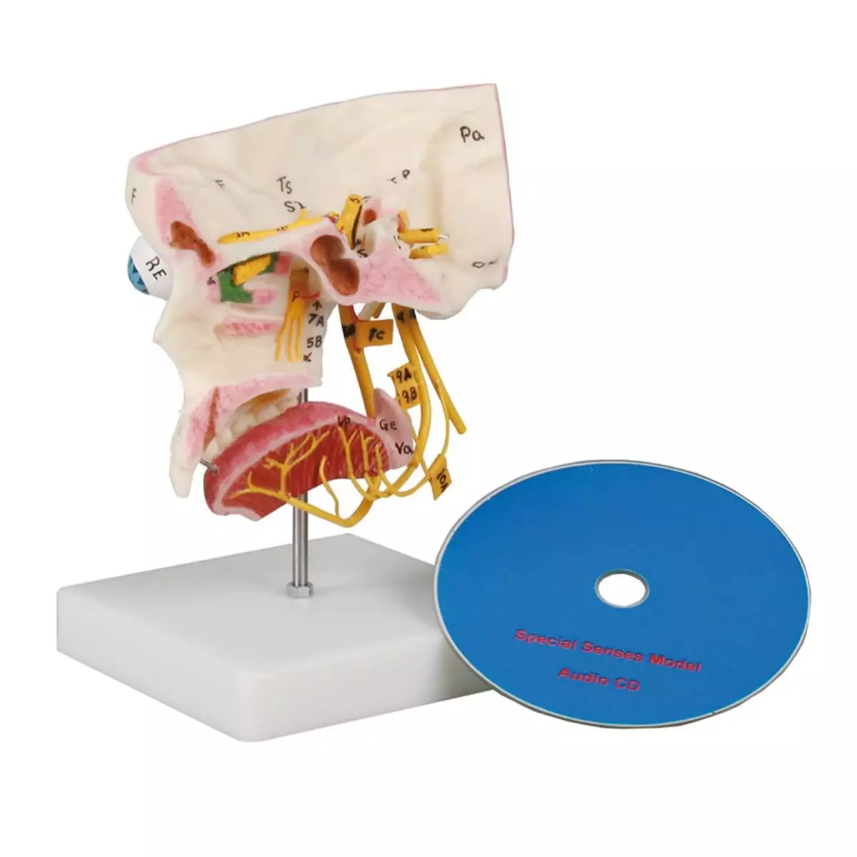  Model sensory organs