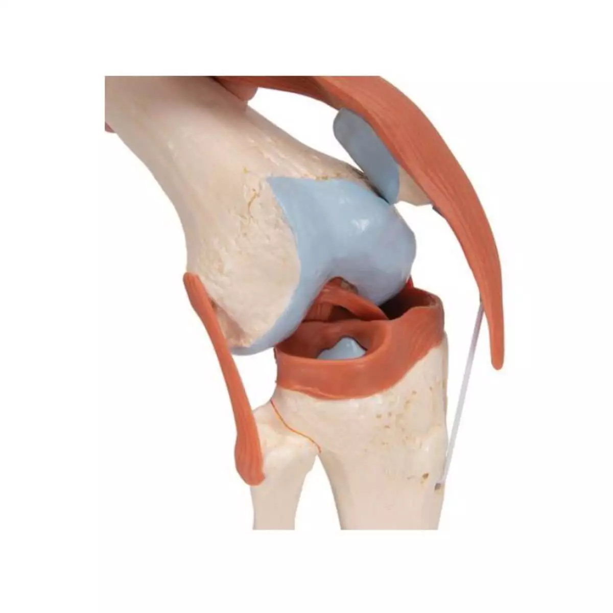  Luxury model knee joint