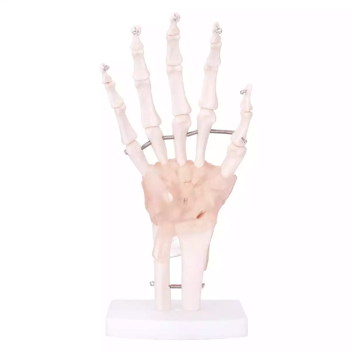  Model Anatomical Hand Skeleton