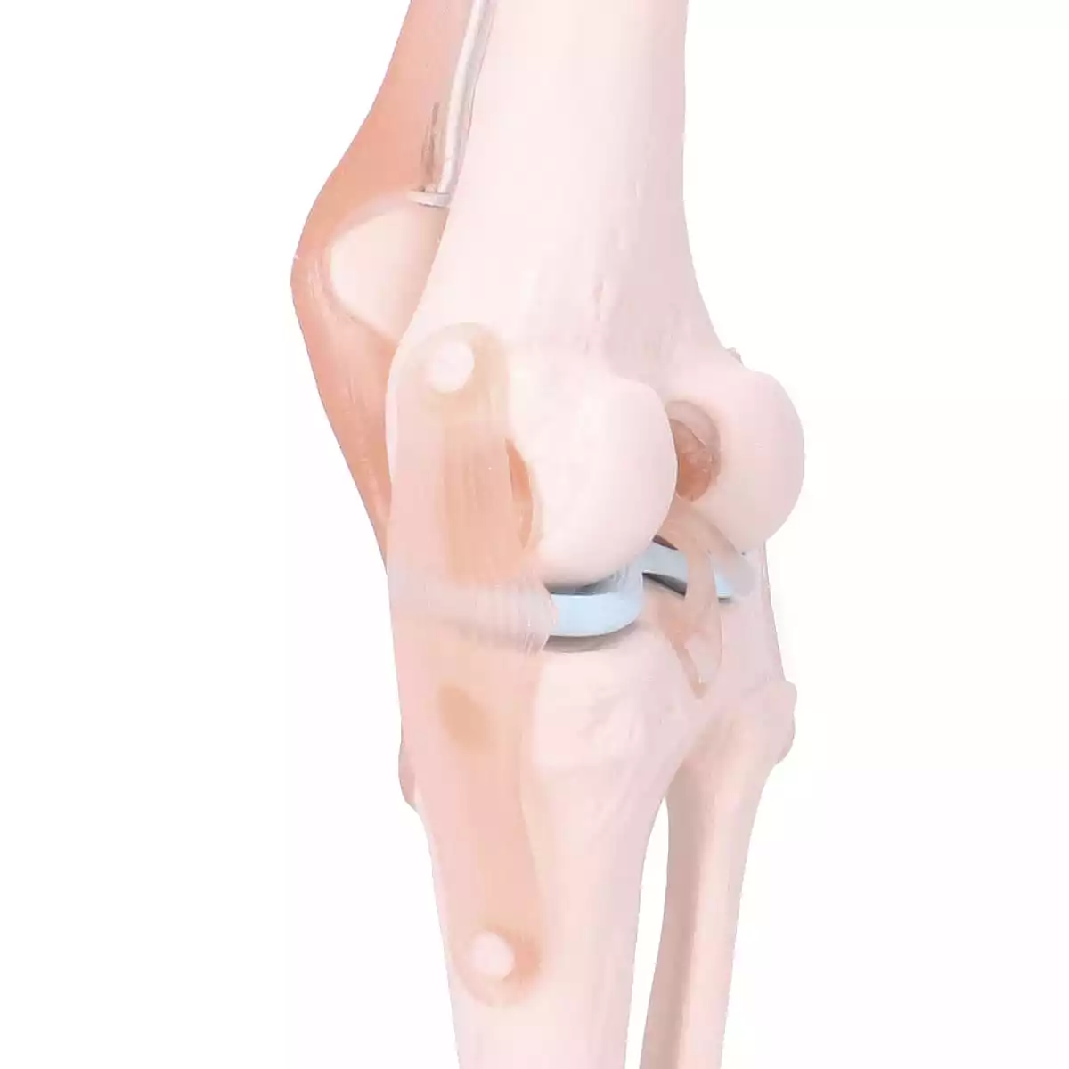  Anatomical knee joint model