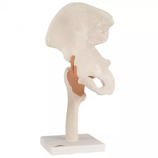  Functional Model of the Hip Joint
