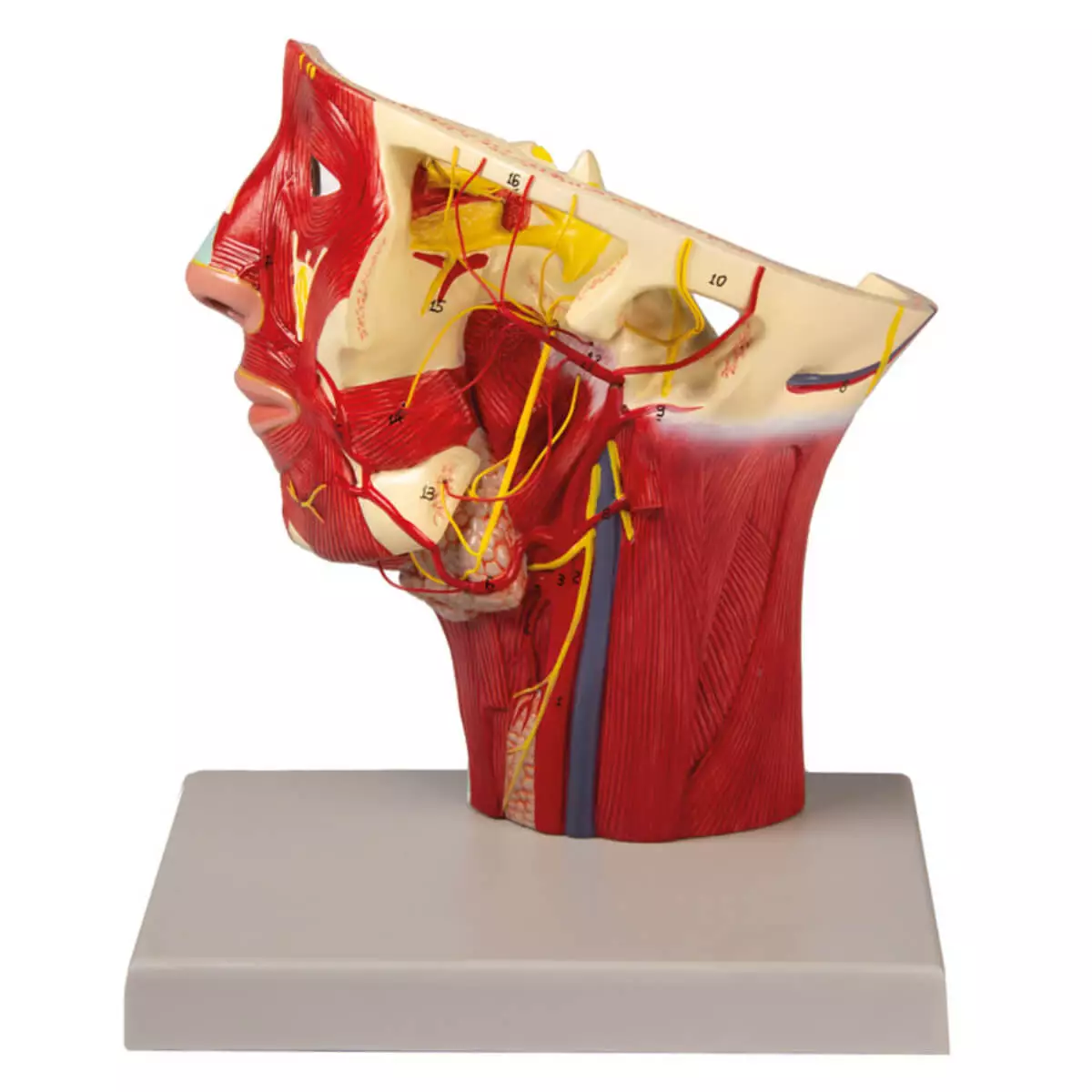  Head arteries model