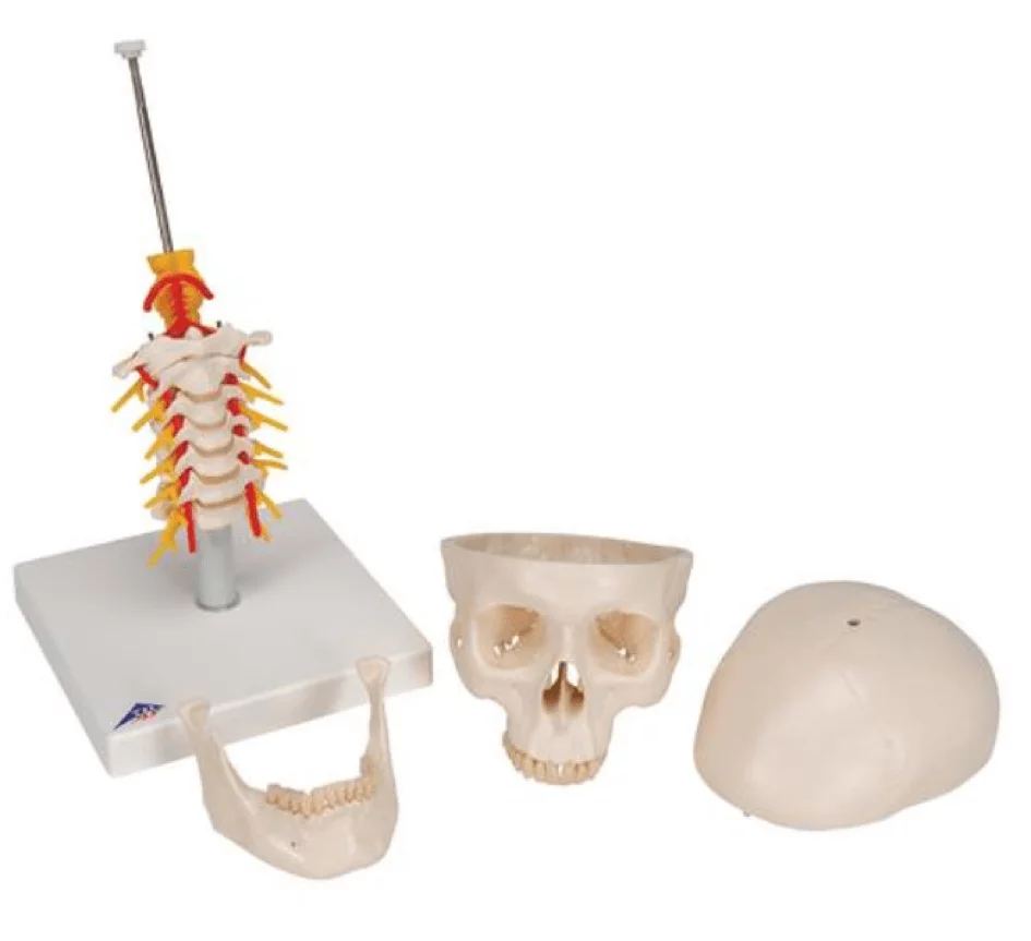  Classic skull with base
