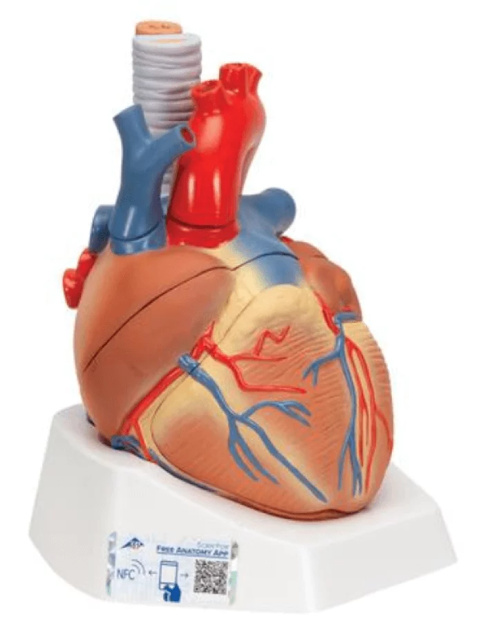  Heart model 7 pieces