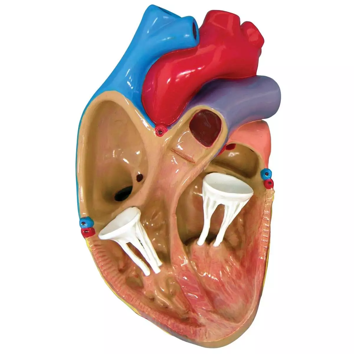  3 Mini Heart Model Set