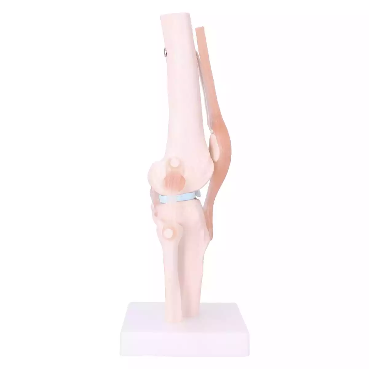  Anatomical knee joint model