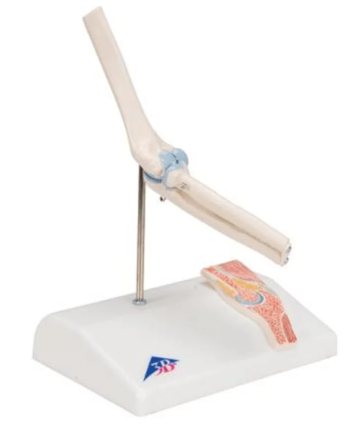  Mini model elbow joint